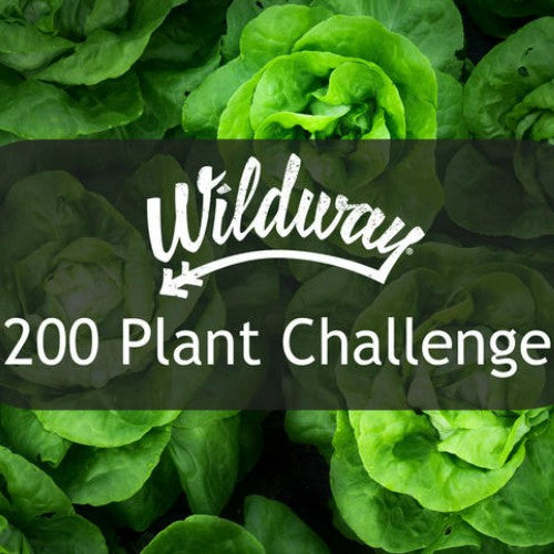 Wildway 200 Plant Challenge