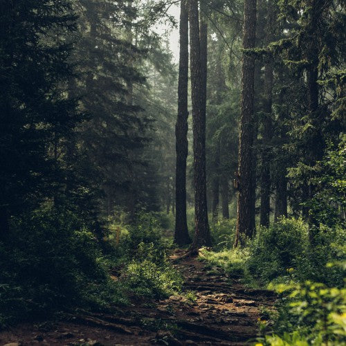 What is Forest Bathing and Its Benefits? – Wildway Foods