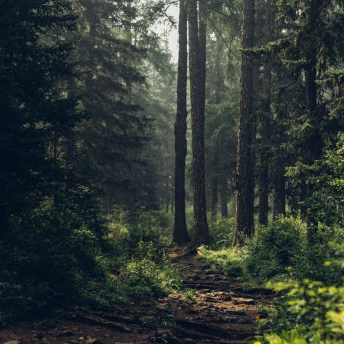 forest bathing and its benefits