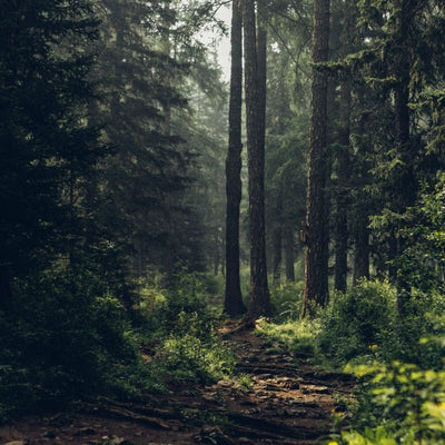 What is Forest Bathing and Its Benefits?