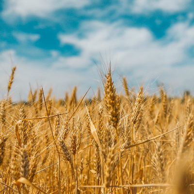 Grain-free 101: Why We Chose to Go Grain-free